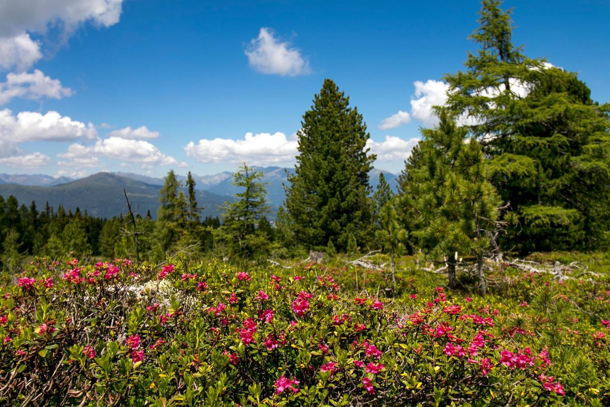 Feriendorf Murau By Alps Resorts Bagian luar foto
